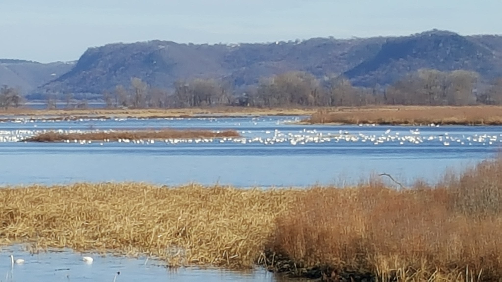 Swans and waterfowl resting on the Mississippi River backwaters with bluffs in the distance — Driftless Region